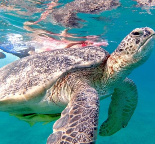 Abu-Dabbab-Beach-Trip-Marsa-Alam