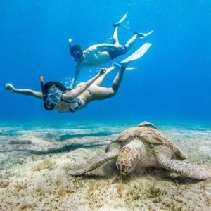 Abu-Turtle-Bay_20dbf__lg-q93ruobjb51pk9ke67kezwfevlgpqirya3har640ps