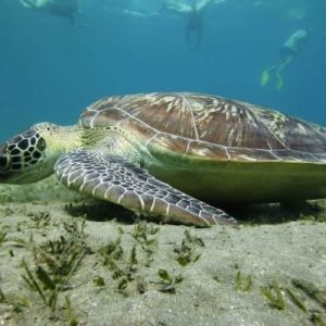 Abu-dabab-Schnorcheln-mit-Schildkroten-in-Marsa-Alam-am-Roten-Meer-in-Agypten-Abu-Dabab-Bucht-Abu-Dabab-Tauchen-1-q93rukk6jswk9tpus5xwpxdki1z8vqd0xkvcu29leo