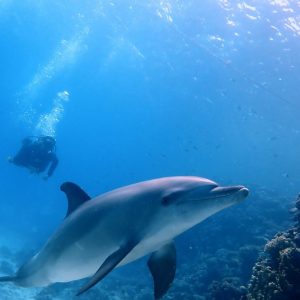Duiken-Hurghada-Dolfijn-Dolphin-1-1024x664