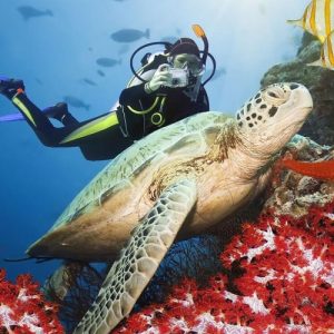 luchshie_mesta_dlya_dayvinga_v_sharm-el-sheyhe_cherepaha-q3c2sq58yeprqjp30npfodapq94gmn4nyavfjokefs