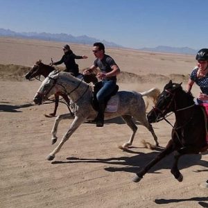 pferde-reiten.18_1acde_lg-q9ezkbx0zf1e4wkkvbxo28rmacg9dfnkgki6u2h15k